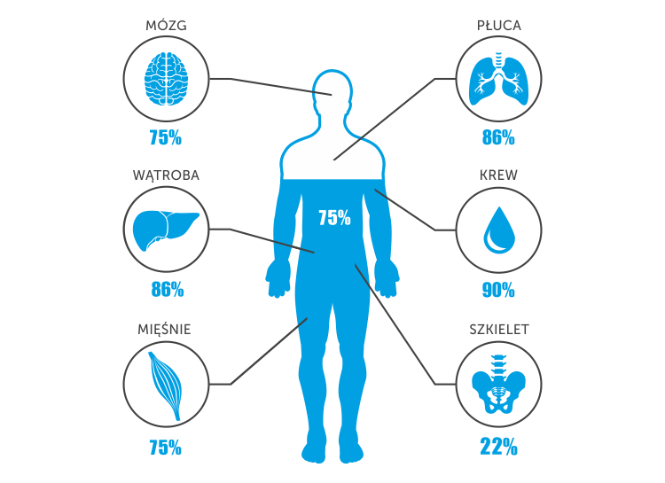 woda w organizmie człowieka